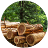 cedar wood
