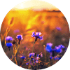 relex bloom