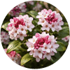 沈丁花
