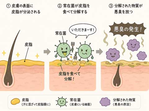 汗の臭いのメカニズム