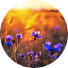 relex bloom