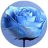 frose_web